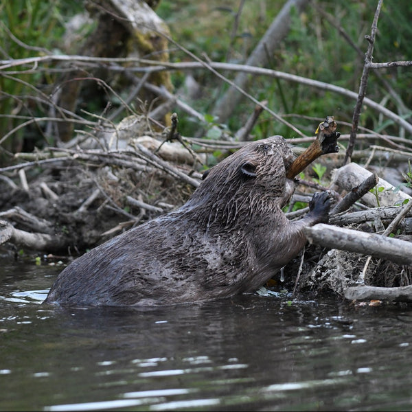 The Beaver Trust | Our Ecosystem Engineers – Toastie