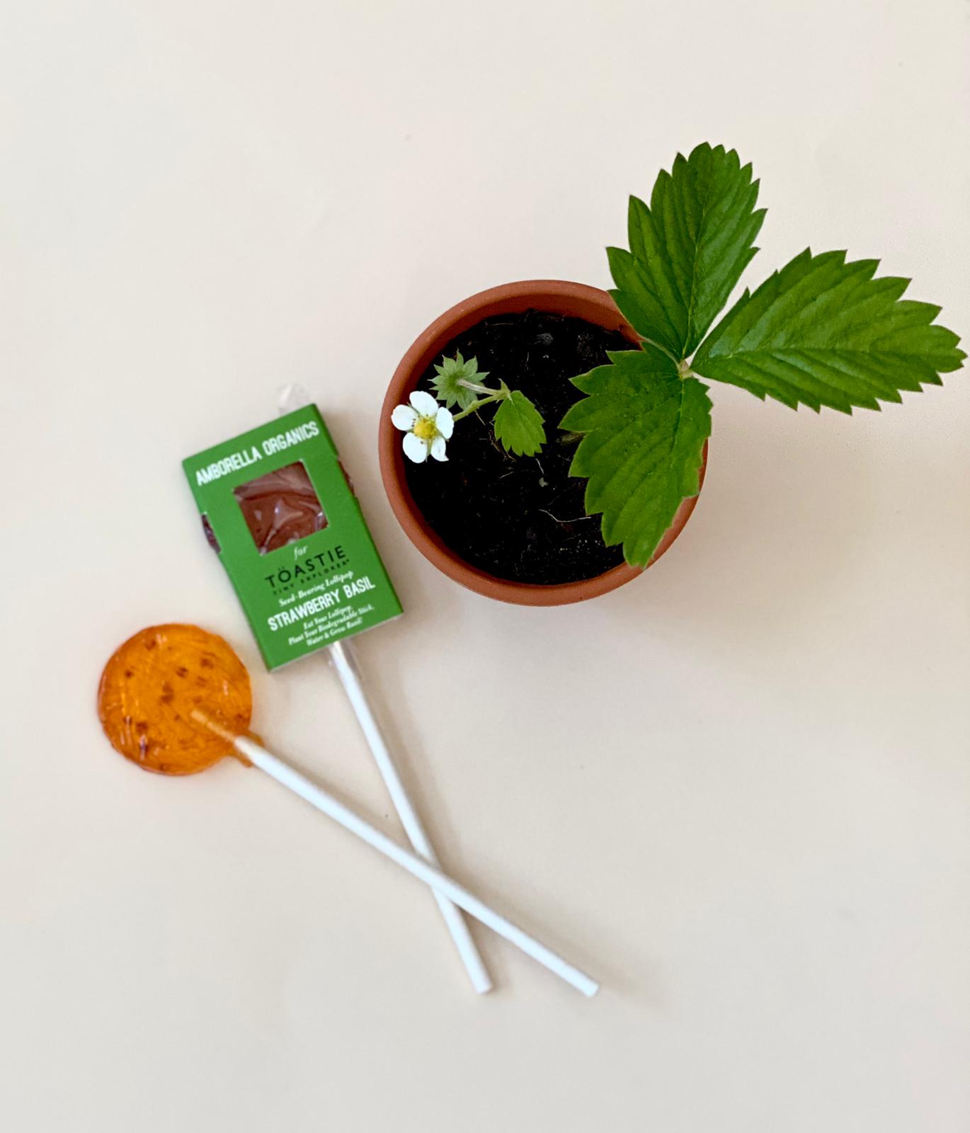 UNDERSTANDING NATURE | GREAT OAKS FROM LITTLE ACORNS GROW