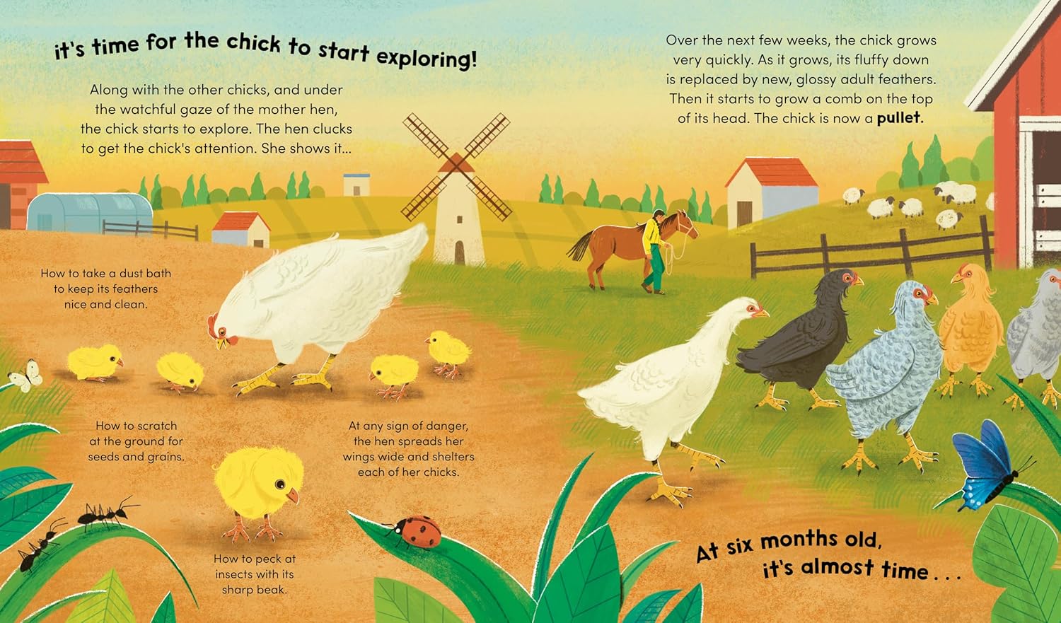 Watch Me Grow : Chickens