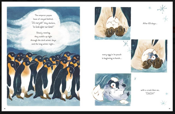 Nature Bookshop | 5 minute Ocean Stories