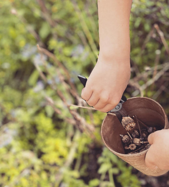 Seed Gathering