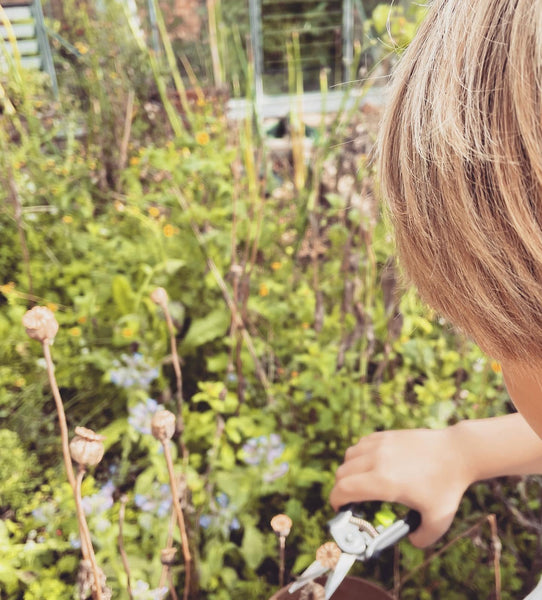 Seed Gathering